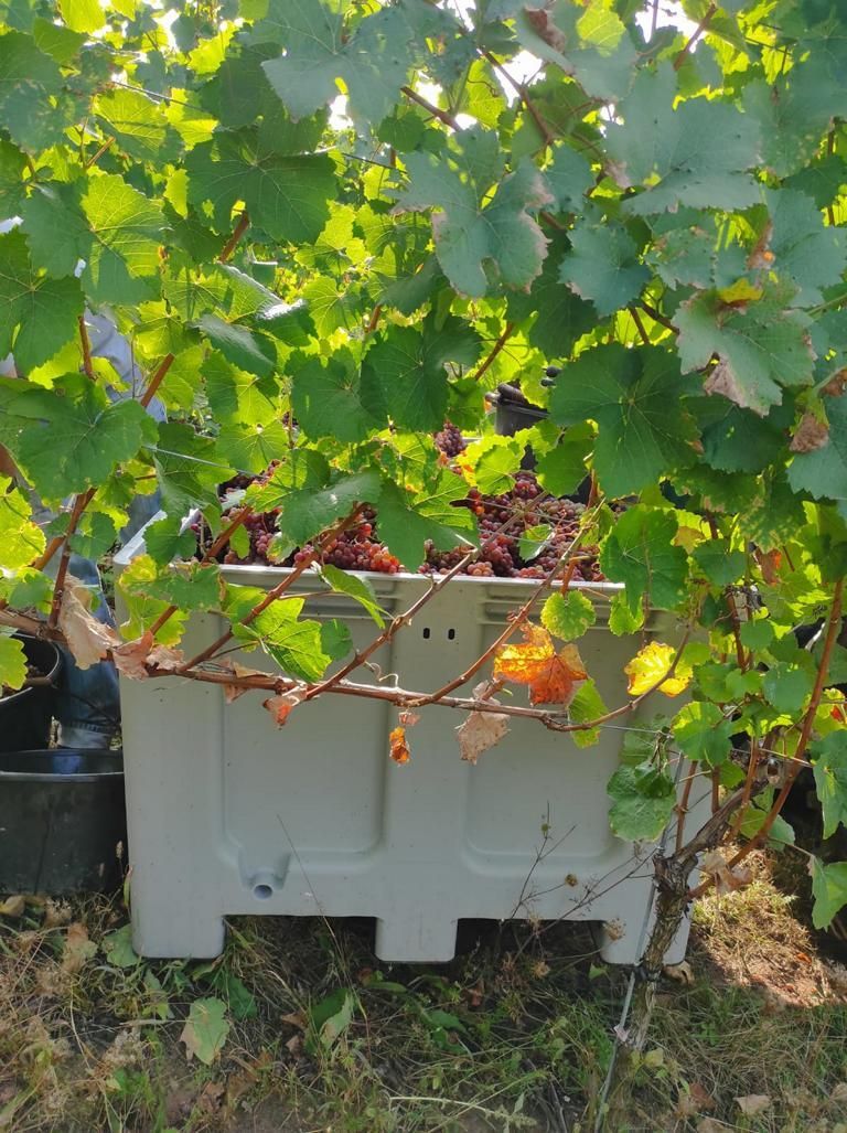 Ernte roséfarbener Trauben im Kasten´bei Winzerfamilie Koch im Weingarten bei herrlichem Sonnenschein