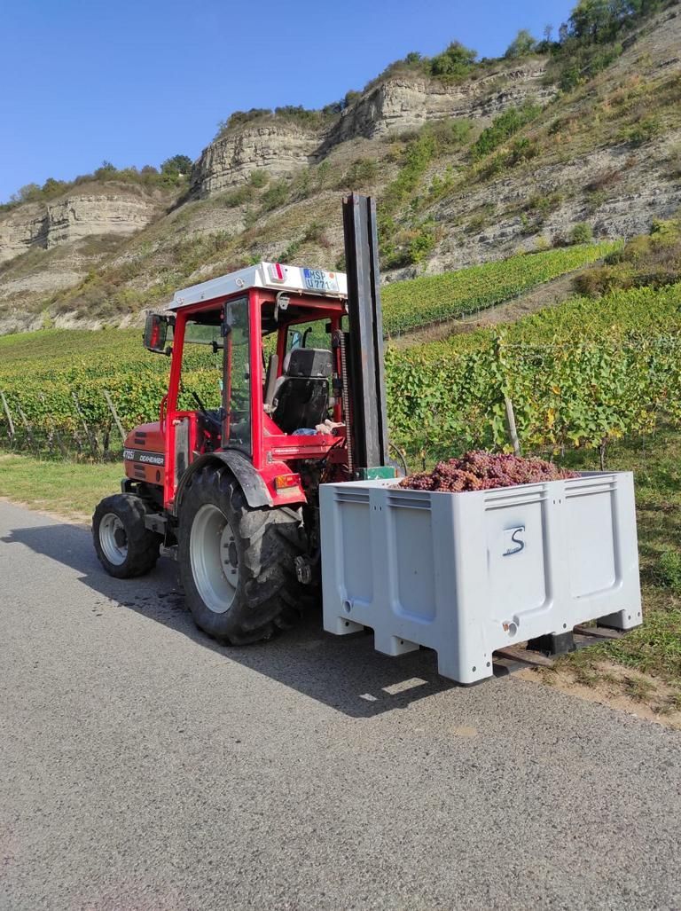 Abfahrt roséfarbener Trauben, die in den Weingärten von Winzerfamilie Koch geerntet worden sind (Franken=