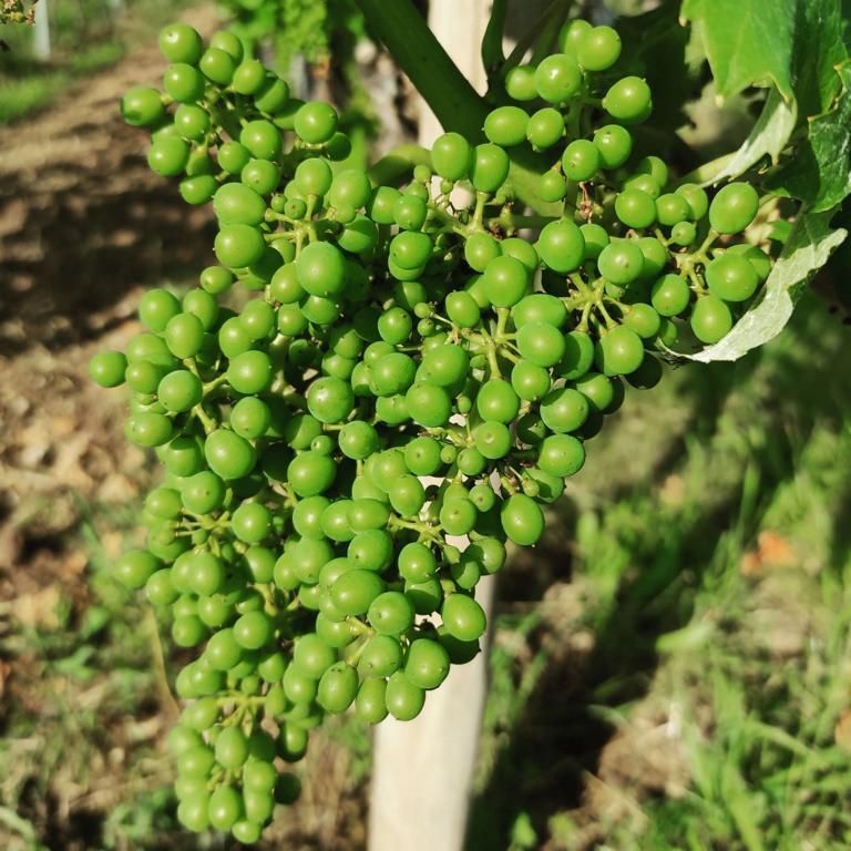 Der Weinstock trägt bereits dicke helle Früchte im Sommer.