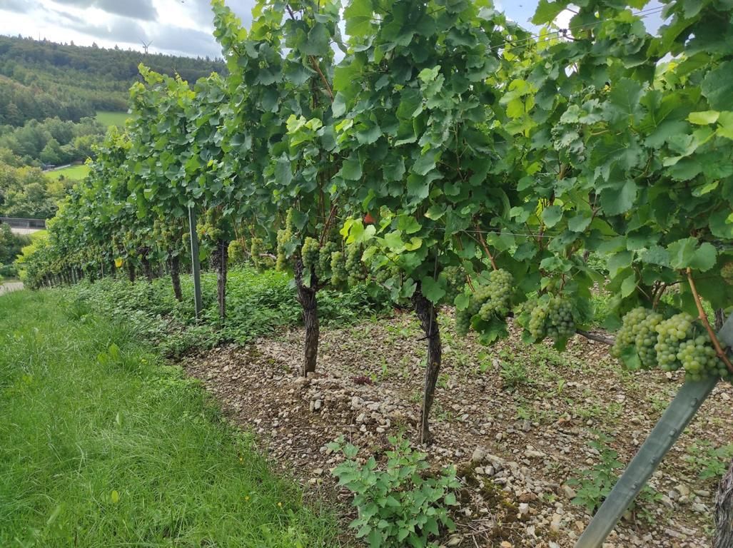 Weiße Trauben hängen an den Rebstöcken in den Weingärten der Winzerfamilie Koch (Franken). Die Ernte lässt noch kurz auf sich warten.