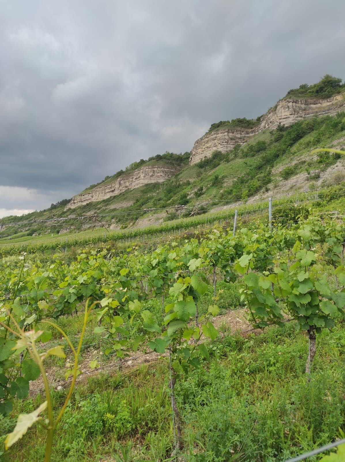 Winzerfamilie Koch aus Franken betreibt Weinbau in den klimatisch bevorzugten, landschaftlich reizvollen Bereichen zwischen Würzburg und Karlsbach. Drohende Regenwolken mit leichtem Sonnenschein über dem Frankental.