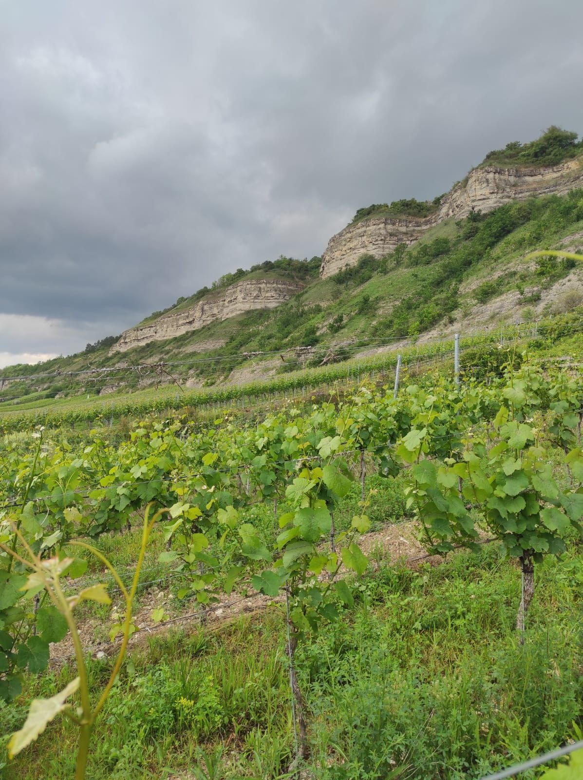 Weinbau der Winzerfamilie Koch aus Franken Winzerfamilie Koch aus Franken betreibt Weinbau in den klimatisch bevorzugten, landschaftlich reizvollen Bereichen zwischen Würzburg und Karlsbach. Drohende Regenwolken mit leichtem Sonnenschein über dem Frankental.