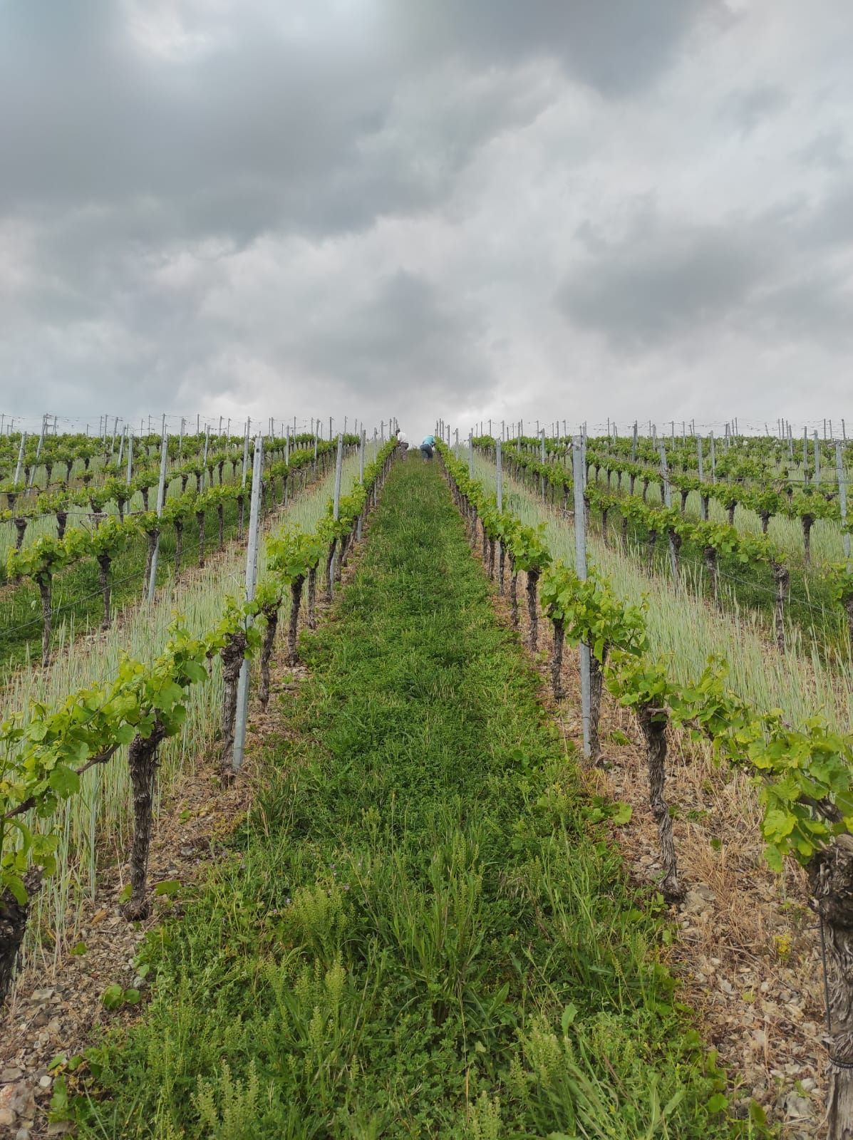 Weinbau der Winzerfamilie Koch aus Franken Schwere Wolken liegen über den mit Rebstöcken bedeckten Flächen im Frankental.