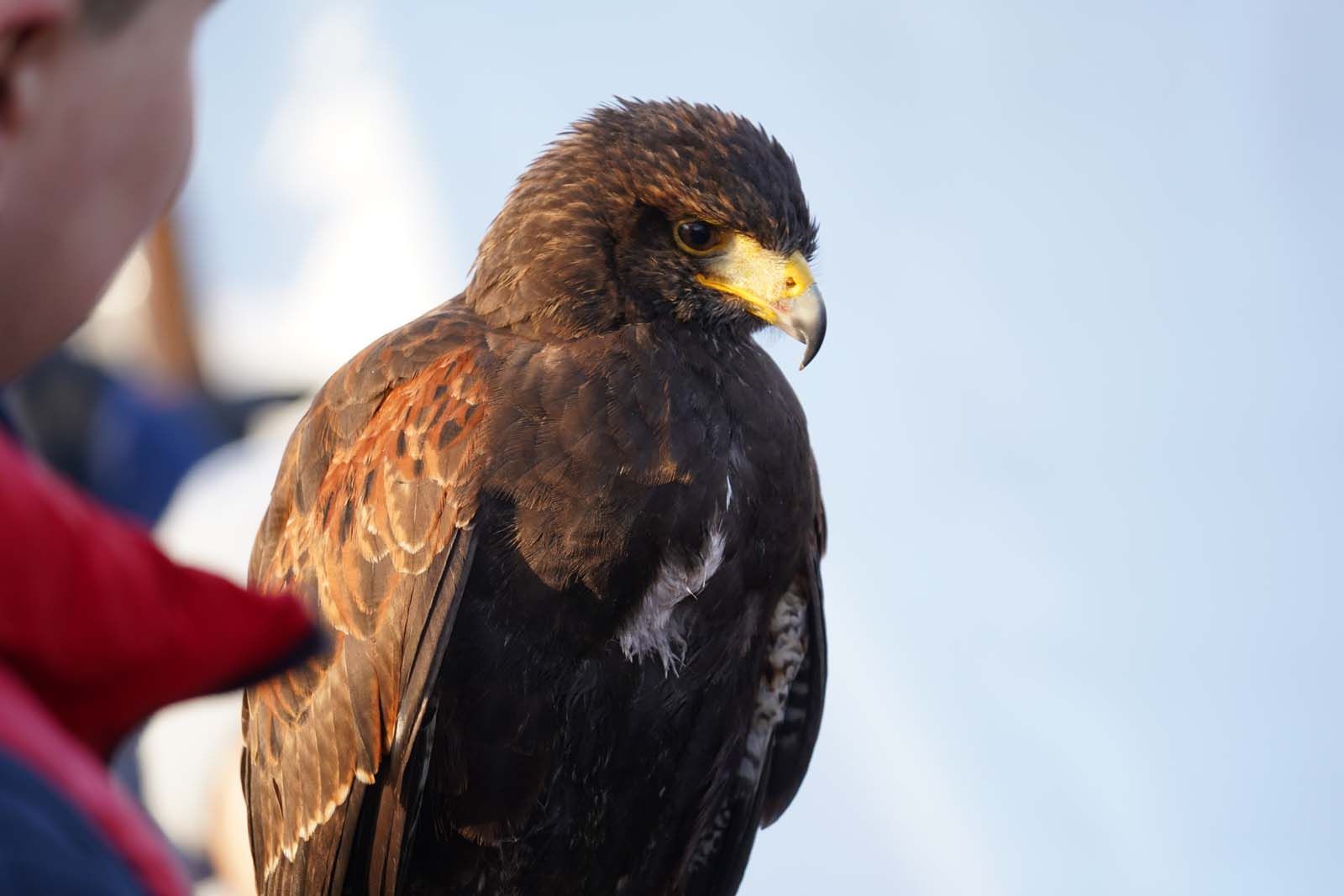 Junger Adler sitzt sicher auf der Hand des Gasts bei Weihnachten in Westend vom 16. - 17. Dezember 2023.