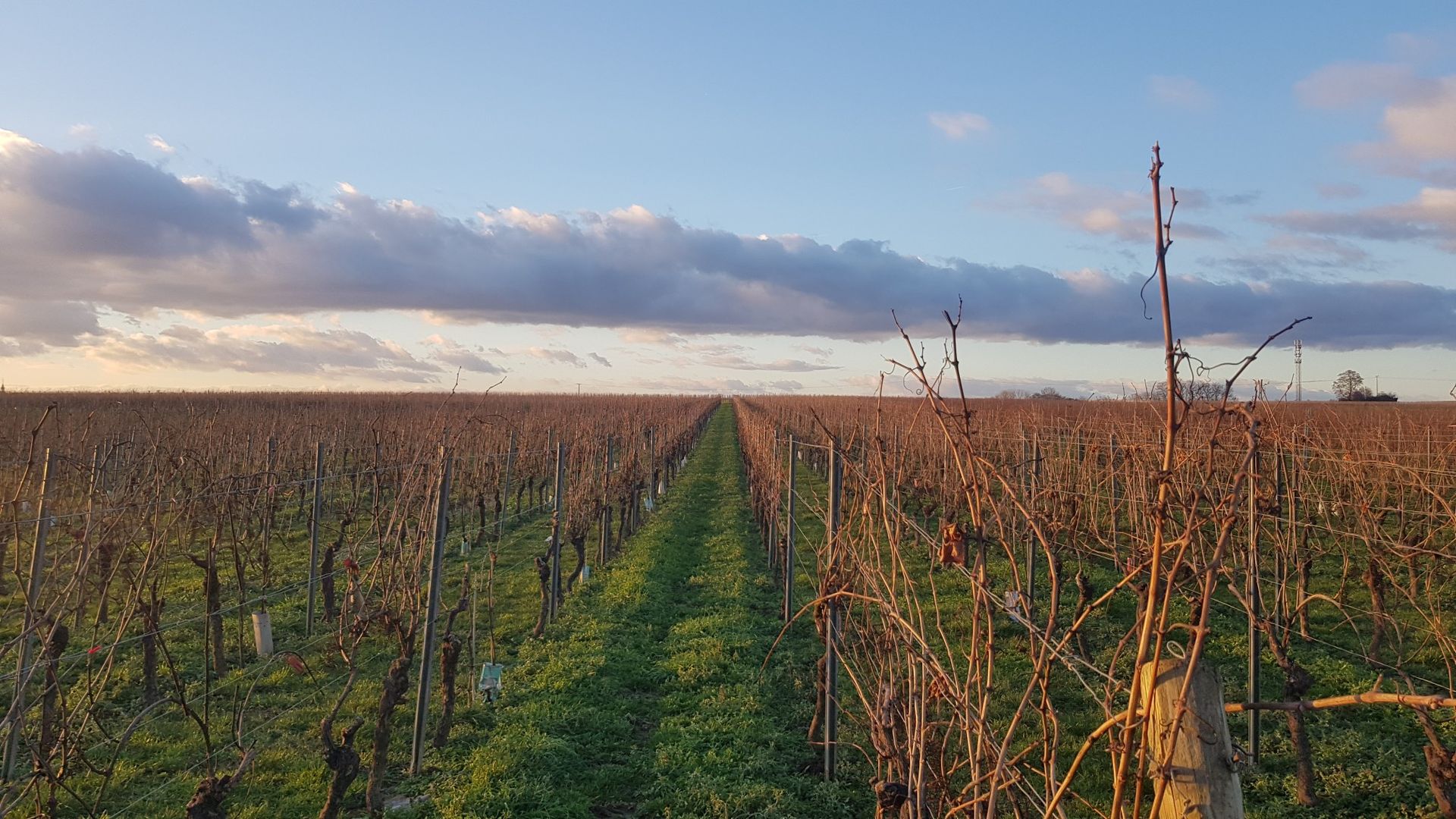 Weingut Holdenried und die Weinberge im Abendlicht Blick über Jörg und Felix Holdenrieds Weingut bei Partenheim in Rheinhessen.