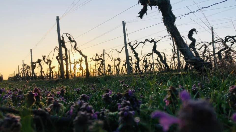 Christian Kupper mit Blick auf sein Weingut in Rhein Abendstimmung auf dem Weingut in Rheinhessen