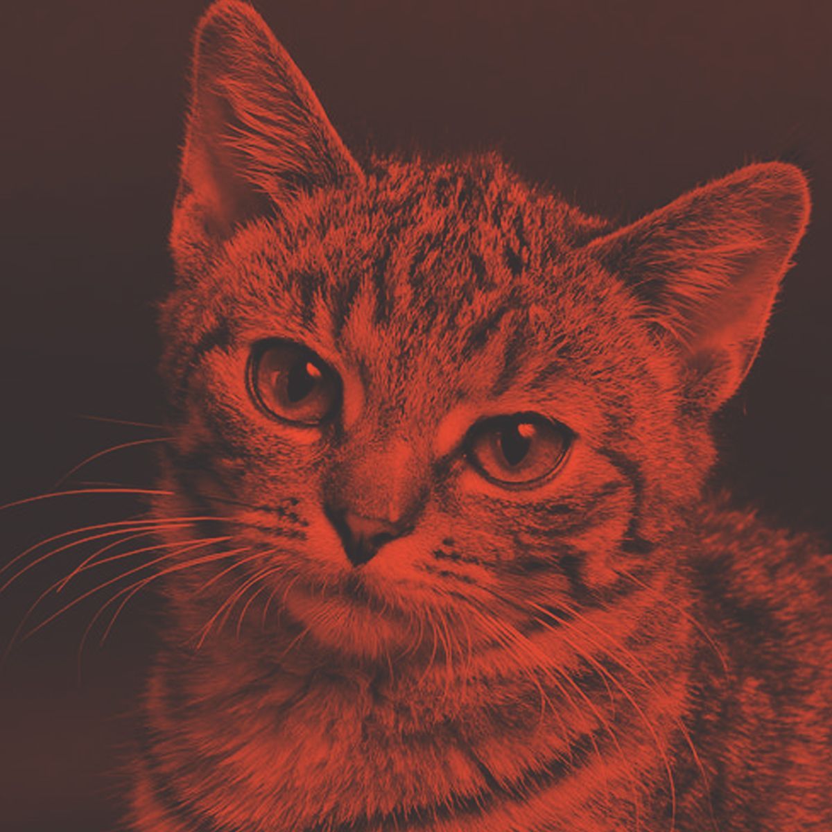 Duo tone photoshop free action