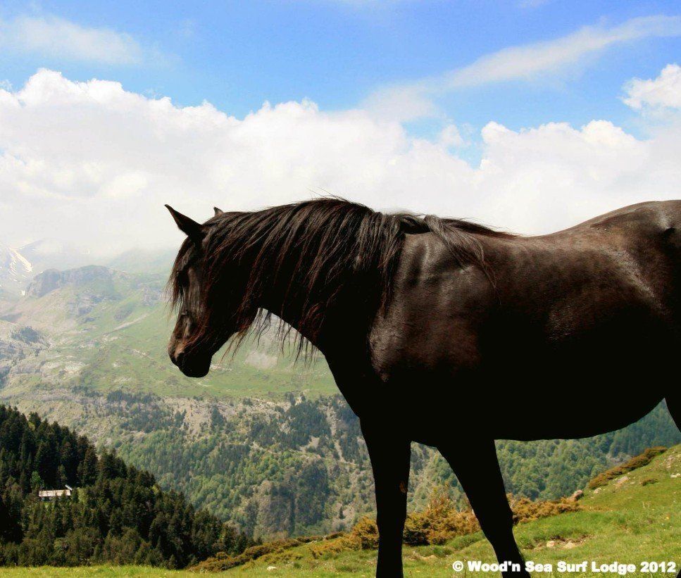 Equitation Capbreton