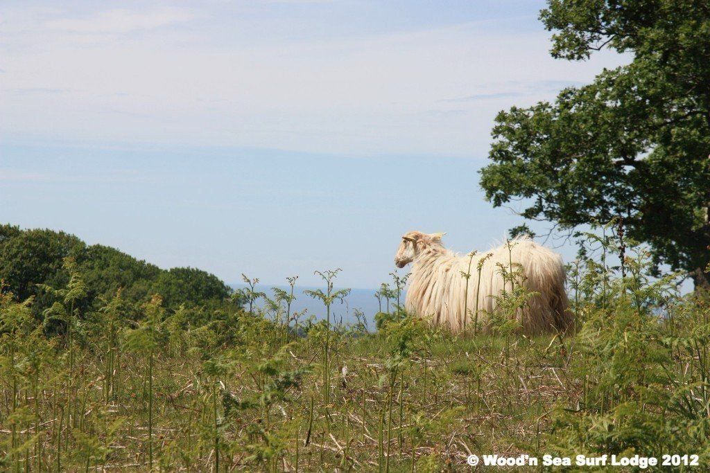 Pays Basque surf lodge