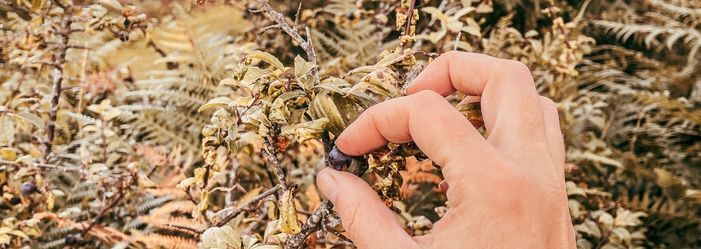 Hedgerow and moor autumn cordial recipe