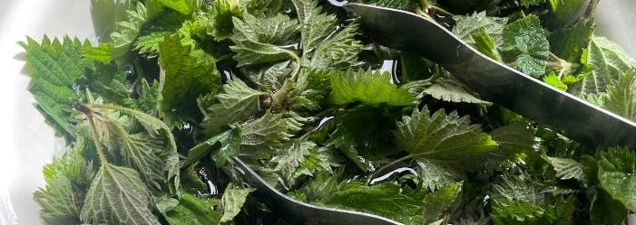 Hedgerow and Moor nettle cordial