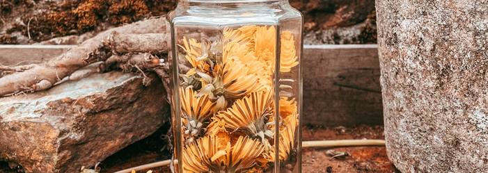 Hedgerow and Moor make your own foraged dandelion oil