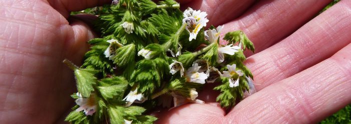 Hedgerow and Moor blog herbs for hay fever.