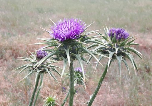 Mariendistel (Silybum marianum) Mariendistel (Silybum marianum), Silymarin, leberschonend
