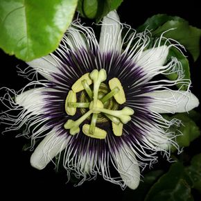 Passionsblume (Passiflora) Pflanzenheilkunde, Phytotherapie, Passionsblume, Passiflora