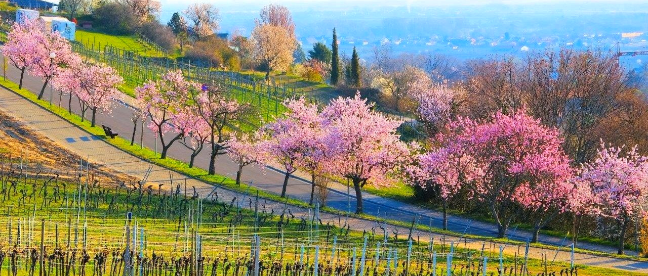 Mit dem Oldtimerbus die Mandelblüte an der Deutschen Weinstraße erleben: Einen zusätzichen Reiz bekommt die südliche Weinstraße im März / April, wenn die Mandelbäume rosa blühen. Die ist ein touristisches Highlight, ein wunderschönes Erlebnis. Wenn Sie einen Oldtimerbus mieten möchten für den Ausflug Ihrer Firma oder Ihres Vereins legen Sie - wenn möglich - den Termin auf diese Jahreszeit. Rund um Neustadt, Gimmeldingen, Rhodt und Edenkoben und rund um die Villa Ludwigshöhe blühen die Mandelbäume als herrliche Allee entlang der südlichen Weinstraße. Mandelblüte Weinstraße Gimmeldingen