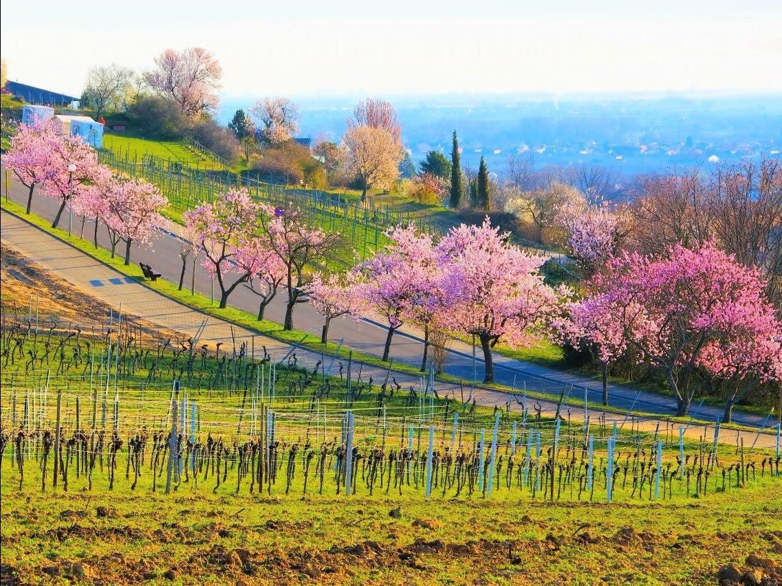 Oldtimerbusse mieten Sie in der Pfalz entlang der Deutschen Weinstrasse, in Landau, Neustadt, Bad Dürkheim, sowie in Pirmasens bis Kaiserslautern. oldtimerbus-mieten-pfalz-weinstrasse