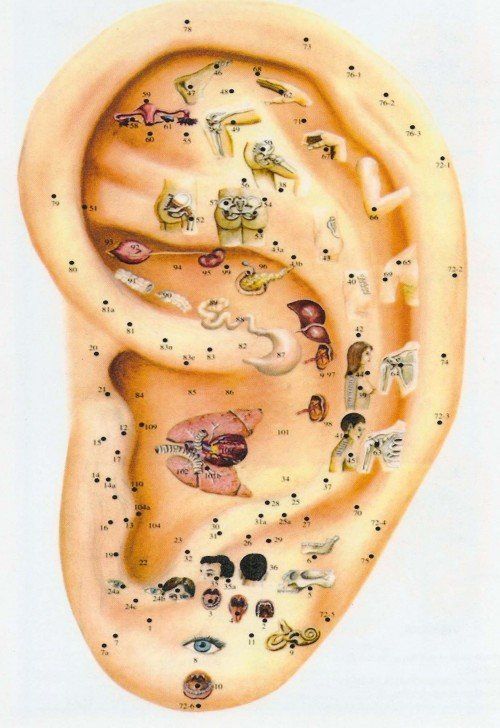 La Réflexologie Auriculaire ou acupuncture Auriculaire