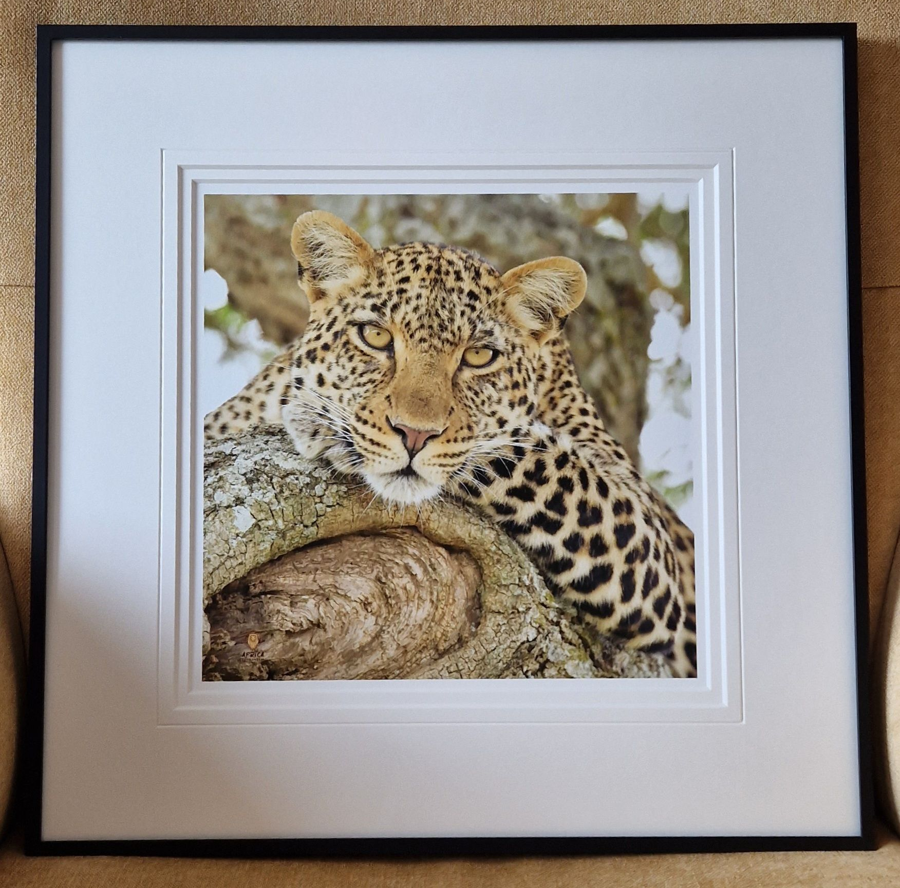 LEOPARD Serengeti