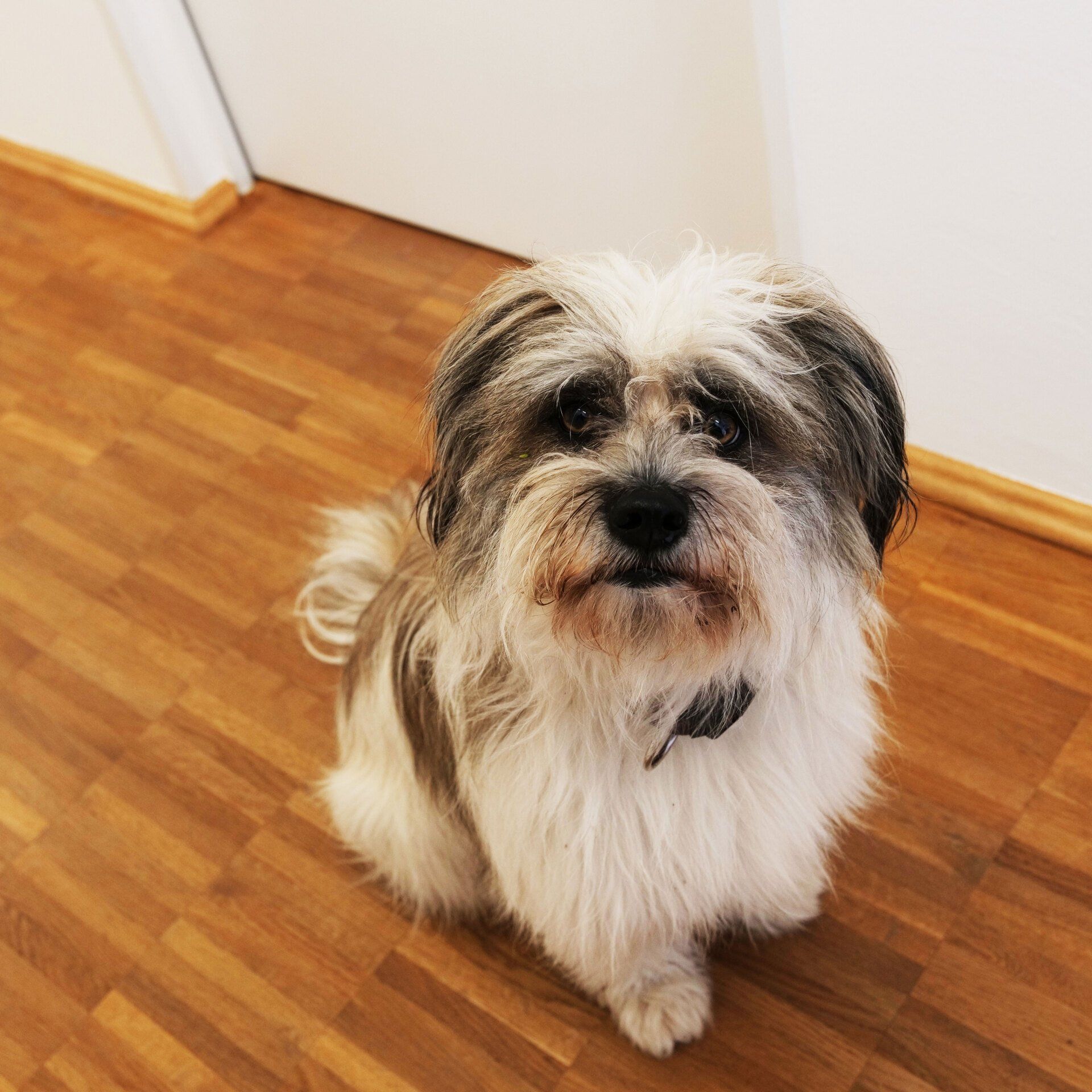 Elmo Praxis für Ergotherapie - Hund Elmo