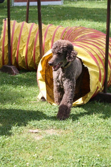 Hund kommt aus dem Tunnel