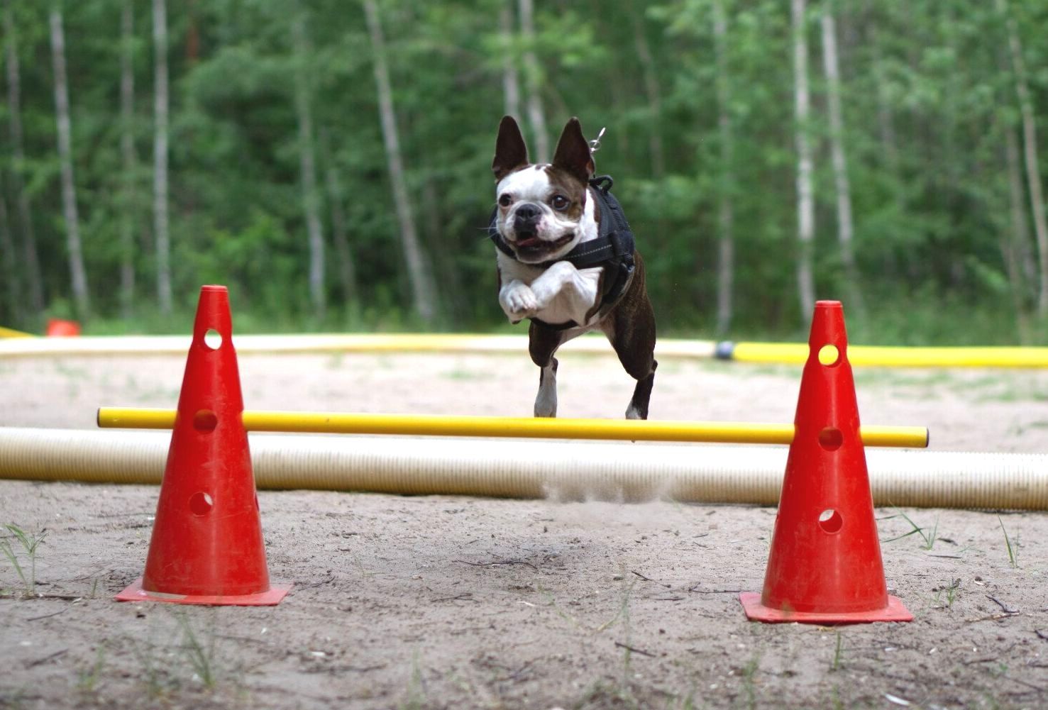 Hund beim ausübern von Hundesport