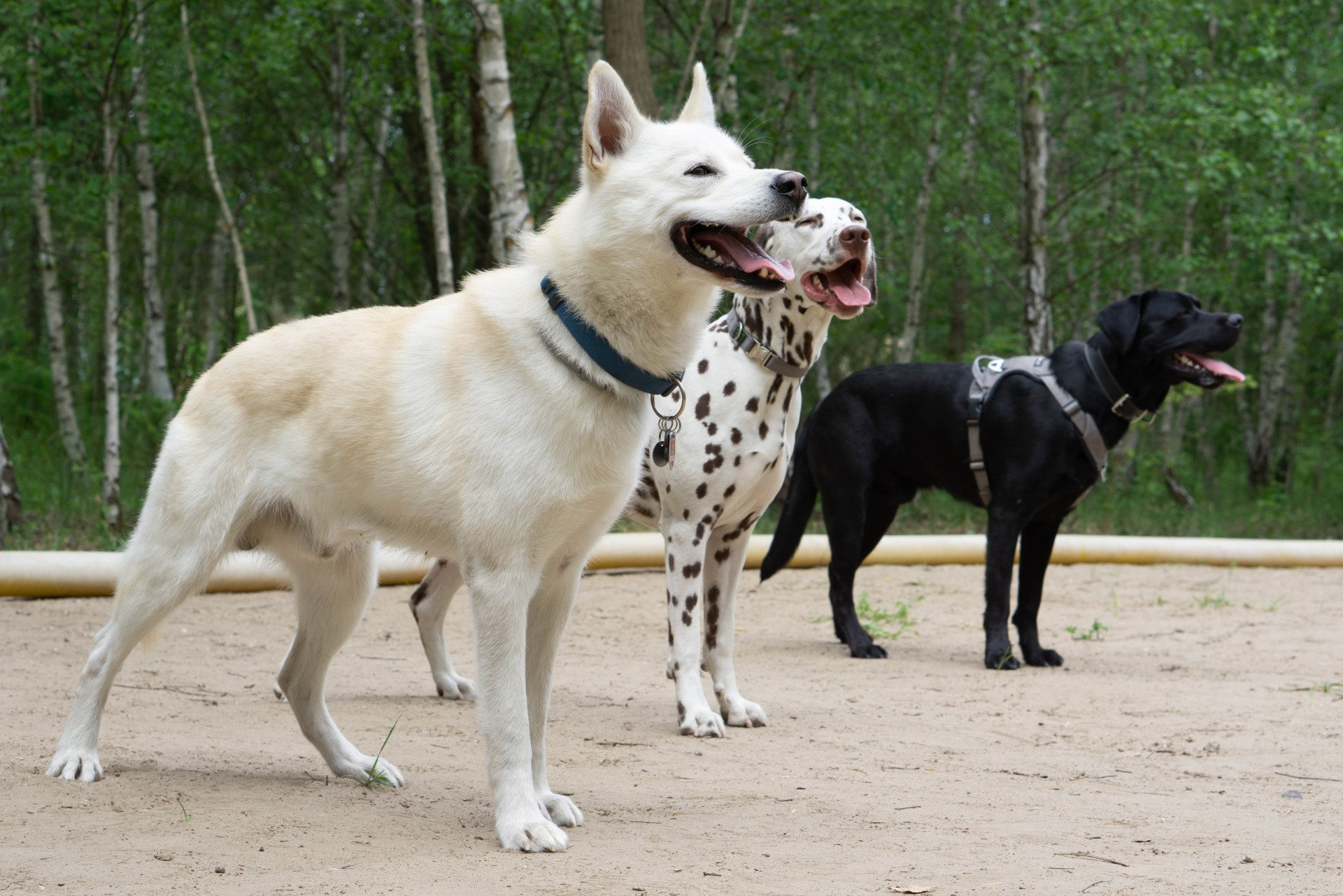 glückliche Hunde beim training