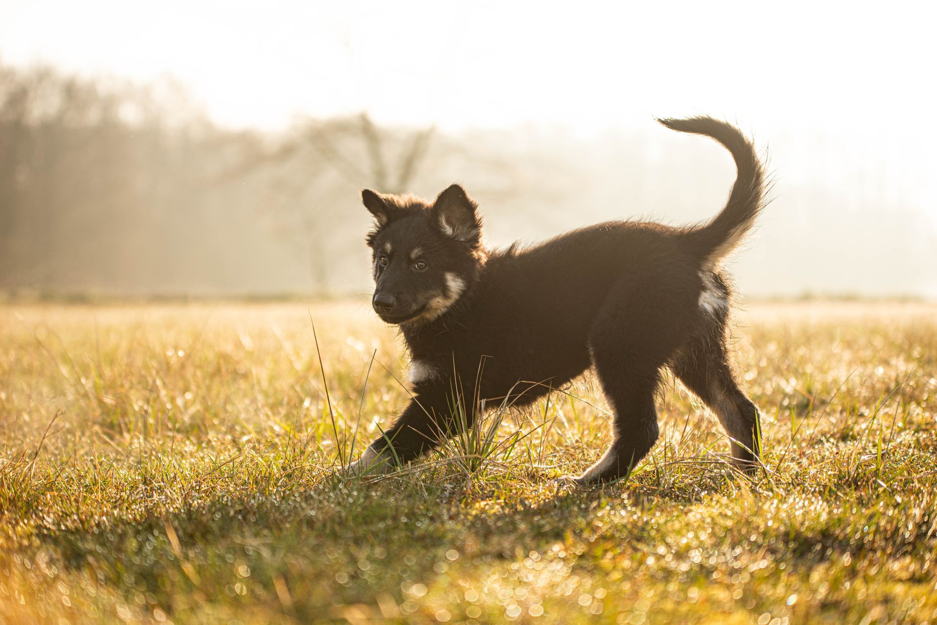 junger glücklicher Welpe