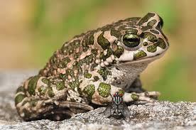 Bufo viridis-Grüne Wechselkröte Anlge eines Teiches für die Bufo viridis