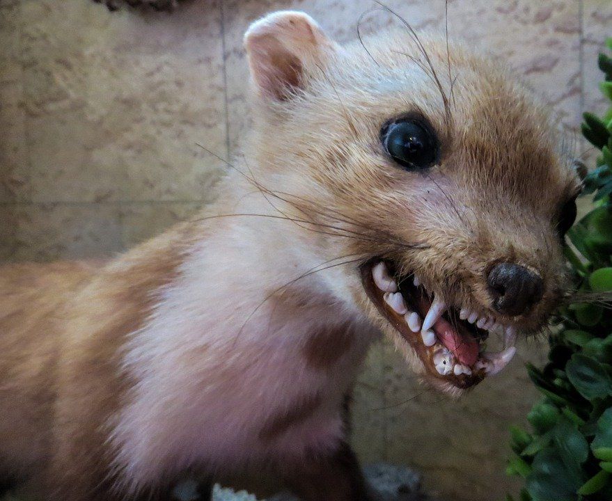 Ein Marder Marder Marderschaden