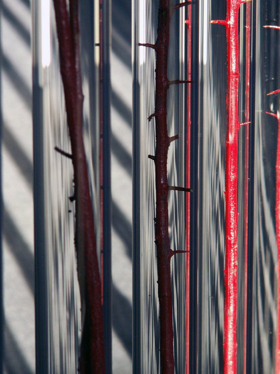 Boden-Installation ROSEN.GARTEN, Gut-Saathain; Licht-Malerei; Bildende Kunst; Zeitgenössische Glas-Kunst; KUNST.HAUS am SEE; Werenzhainer Ziegelei 1; 03253 Doberlug-Kirchhain; Landkreis Elbe-Elster; Lausitz; Brandenburg; Deutschland