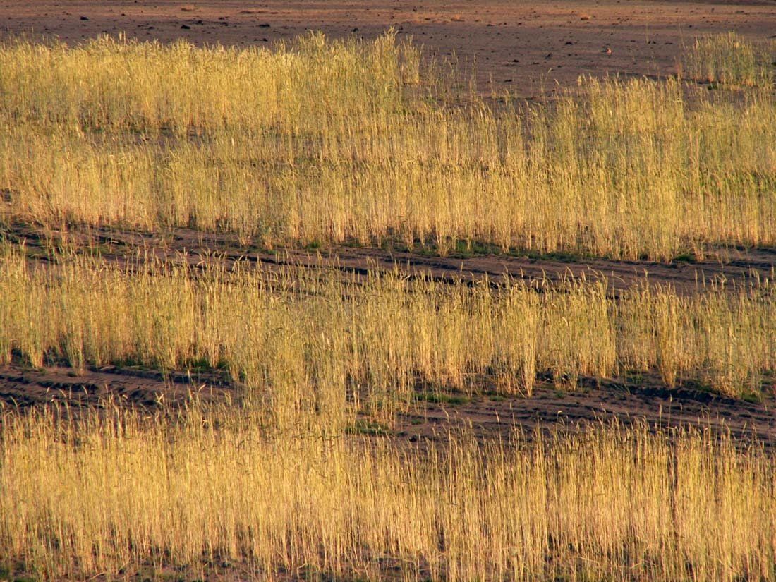 Natur-Fotografie 1 - DIE WÜSTE LEBT; Bergbau-Folge-Landschaft; Bildende Kunst; Zeitgenössische Fotografie; KUNST.HAUS am SEE; Werenzhainer Ziegelei 1; 03253 Doberlug-Kirchhain; Landkreis Elbe-Elster; Lausitz; Brandenburg; Deutschland