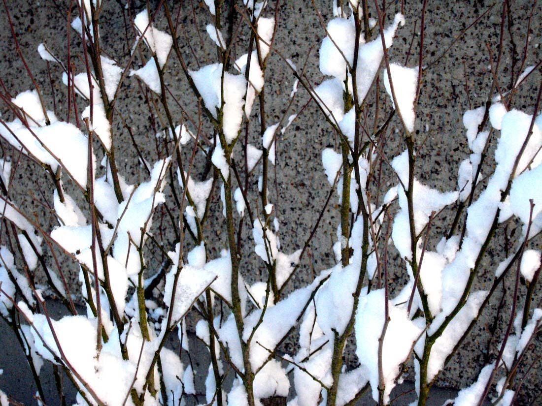 Natur-Fotografie 6 - WINTER; Bergbau-Folge-Landschaft; Bildende Kunst; Zeitgenössische Fotografie; KUNST.HAUS am SEE; Werenzhainer Ziegelei 1; 03253 Doberlug-Kirchhain; Landkreis Elbe-Elster; Lausitz; Brandenburg; Deutschland