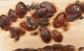 Image grossie de plusieurs punaises de lit