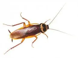 Désinsectisation-blattes-Avignon