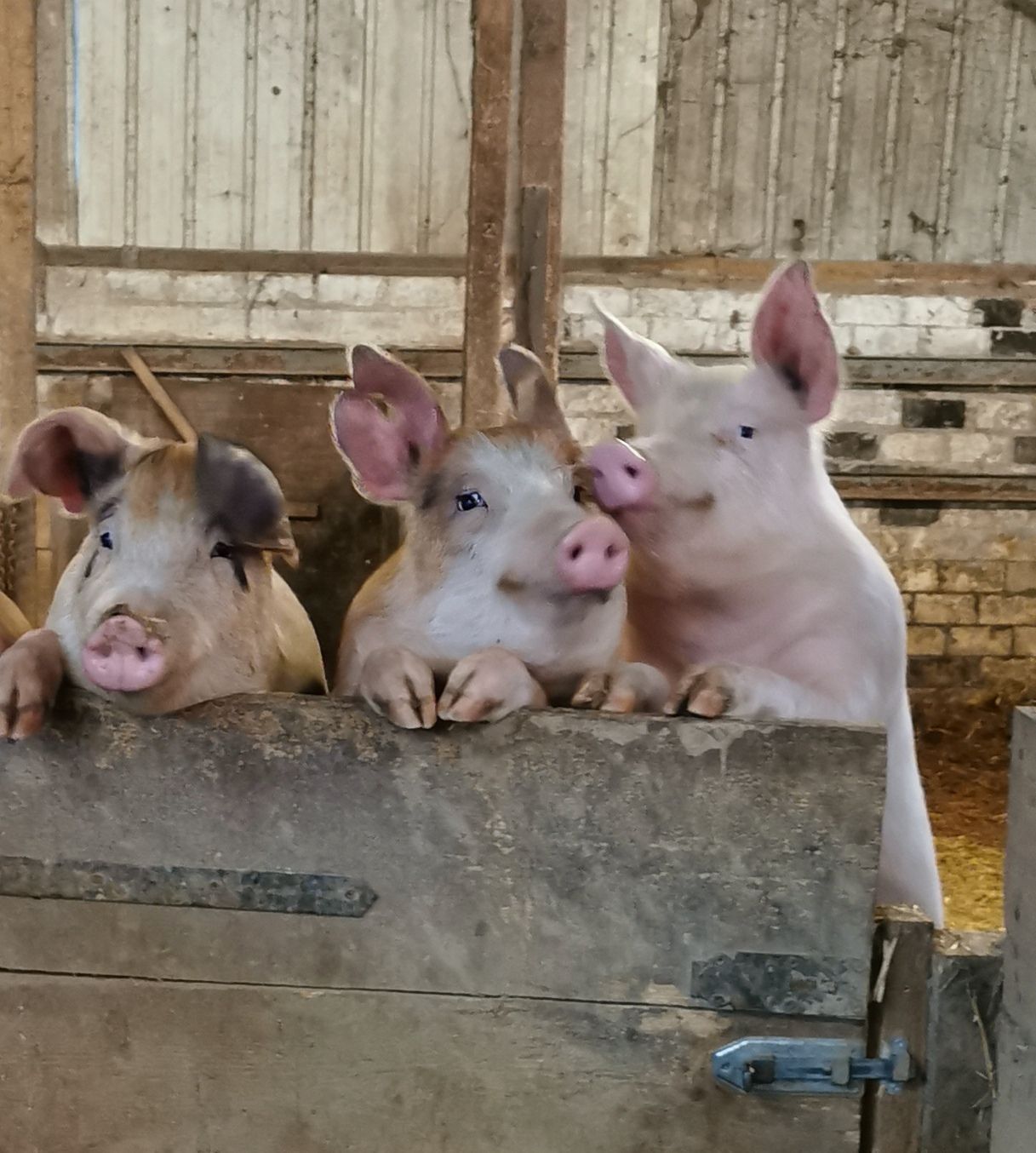 Duroc Mix Schweine