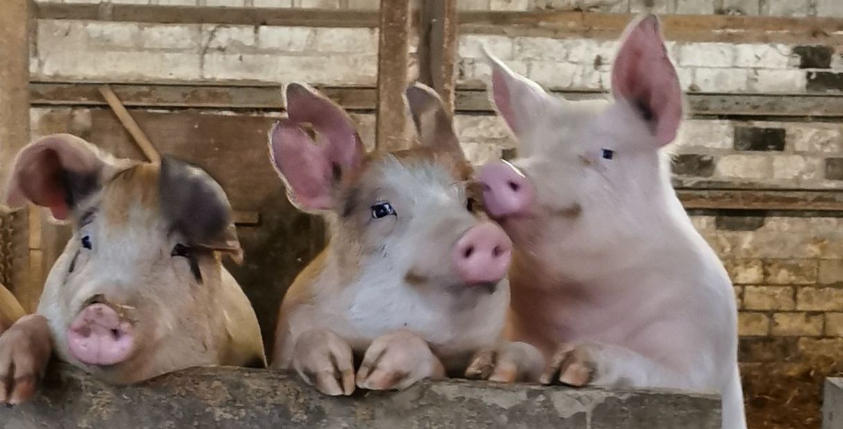 Unsere Duroc-Mix Schweine