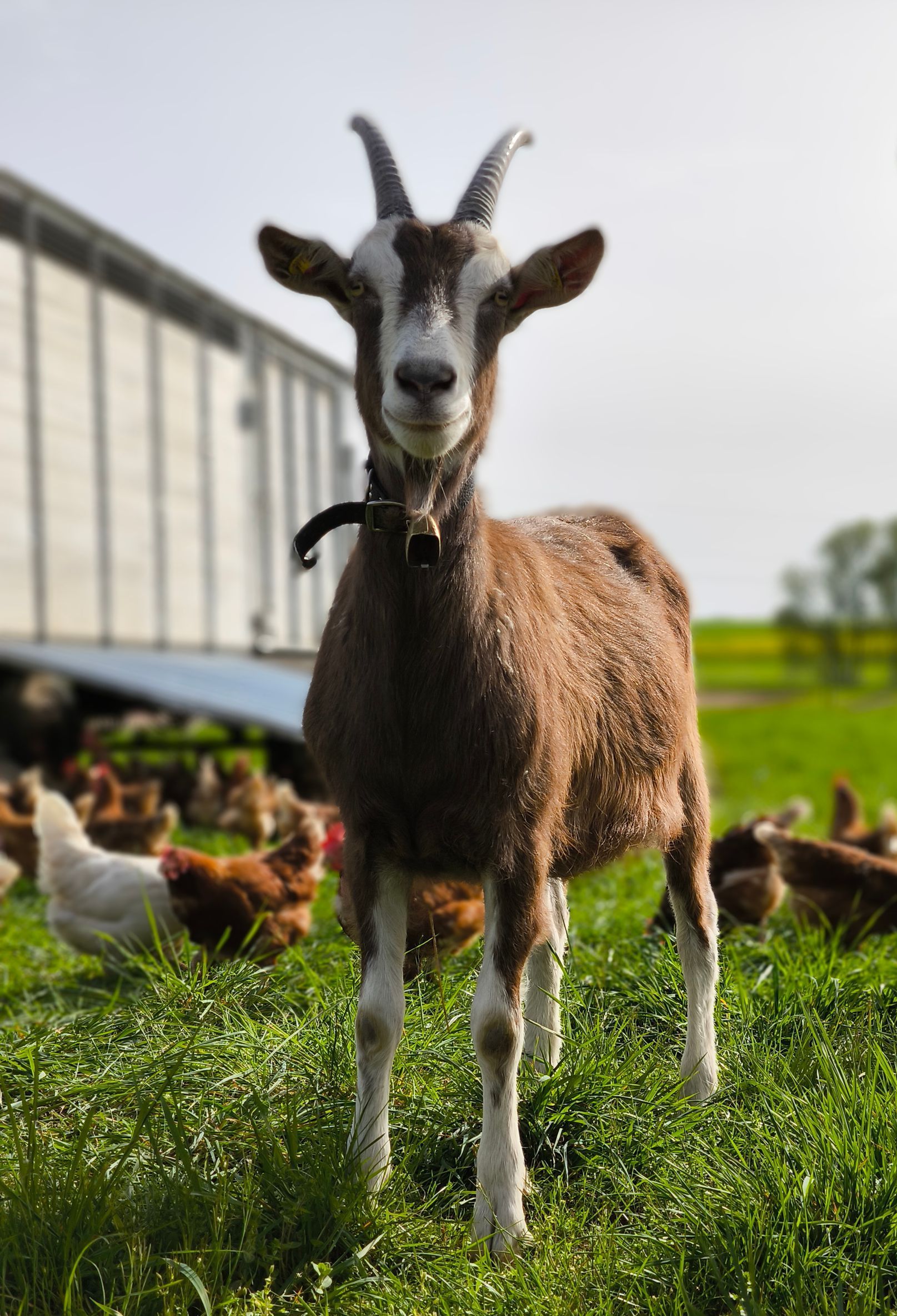 Thüringer Waldziege Nahaufnahme