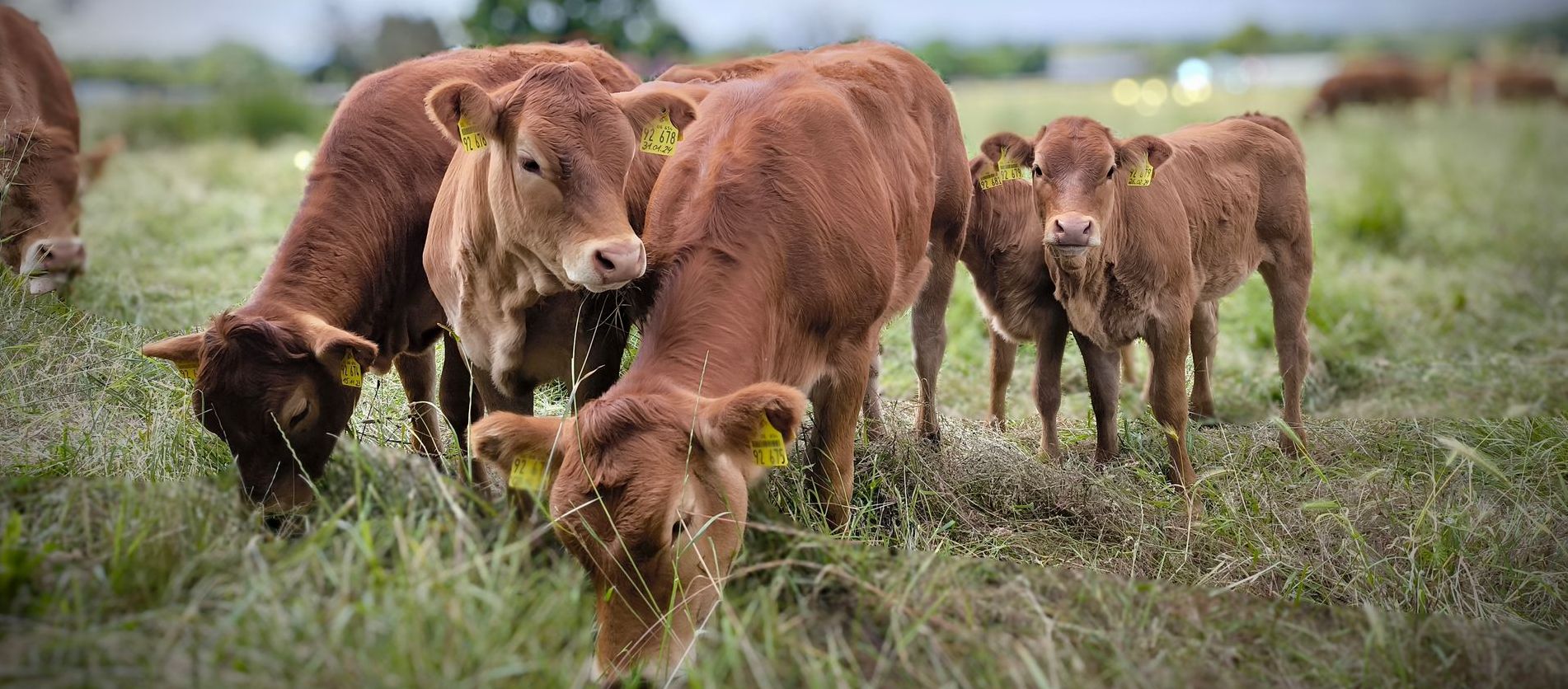 Unsere Limousinzucht