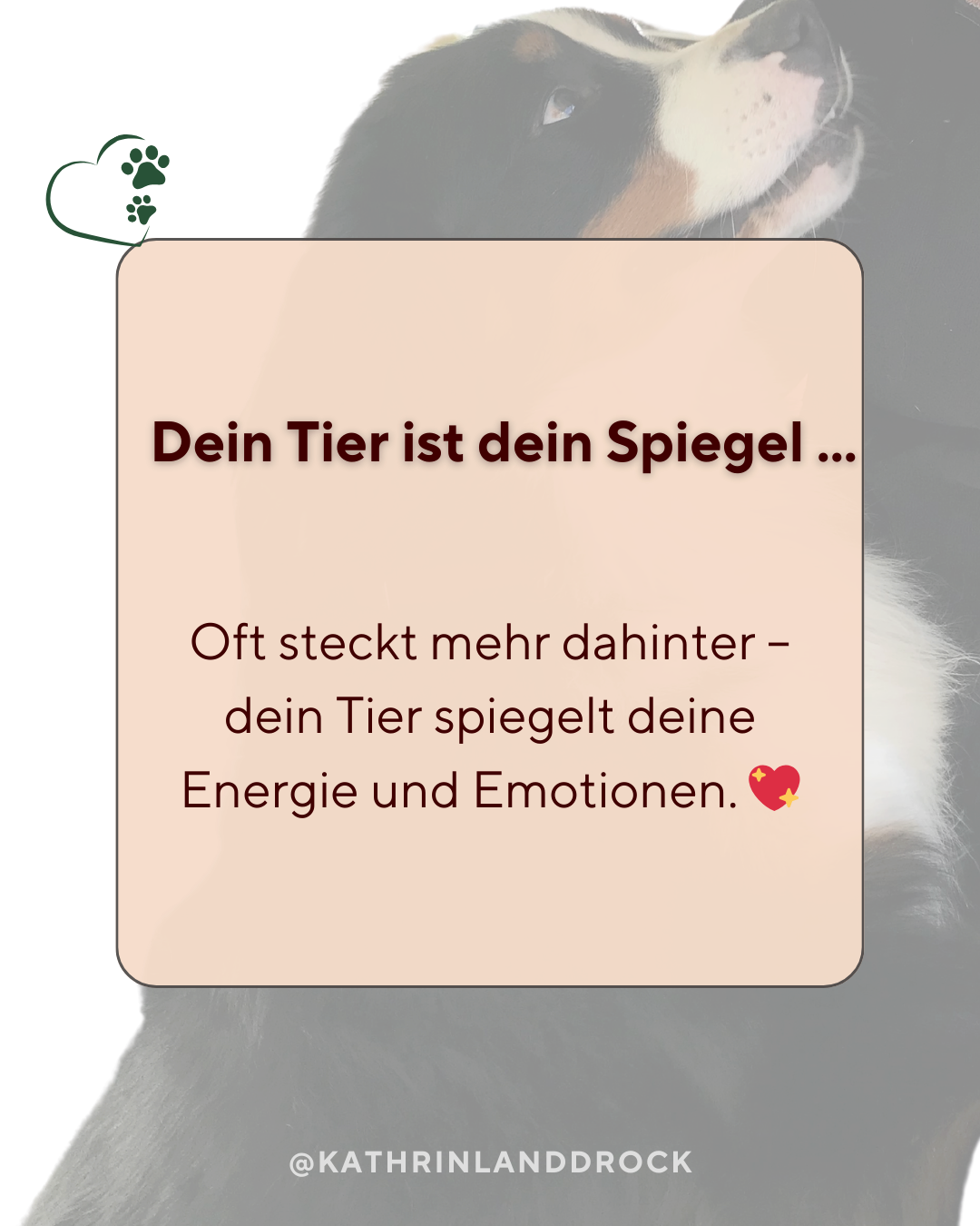Dein Tier ist dein Spiegel – es zeigt deine Emotionen und Energie