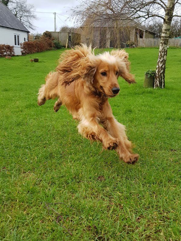 Daily Dog Walks The Noble Dog Hotel Day Care