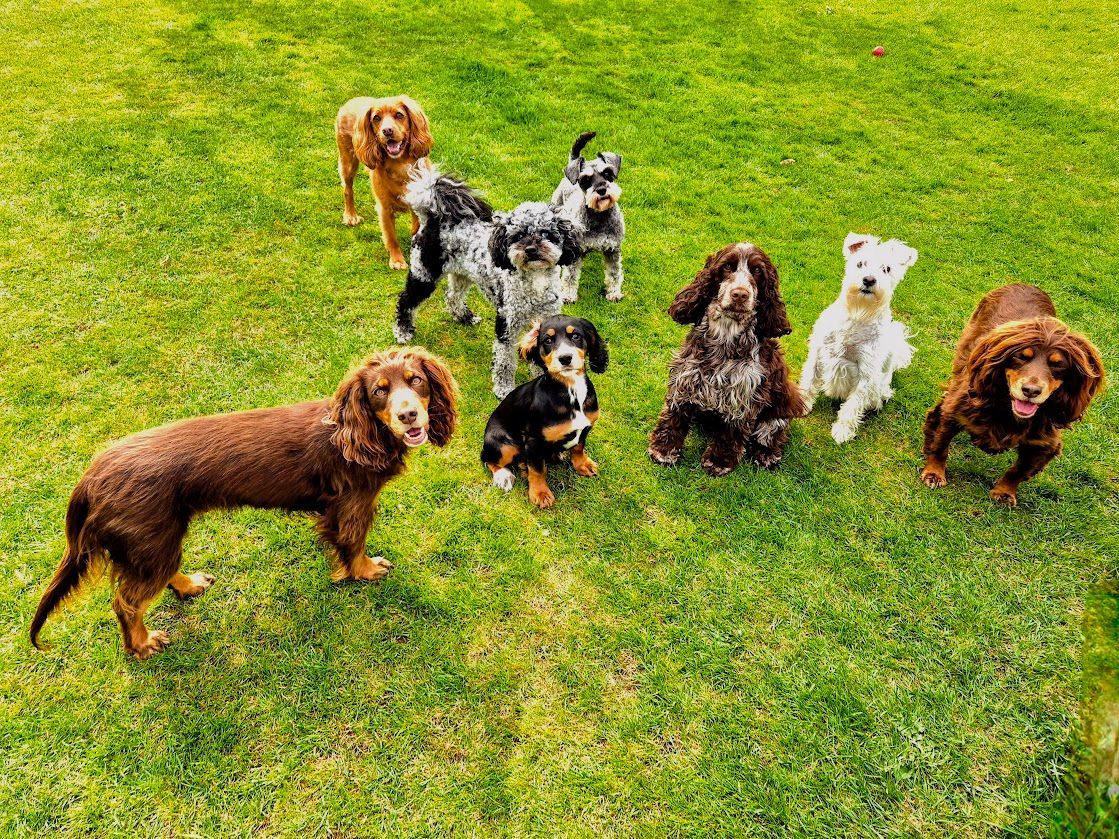 The Noble Dog Hotel & Daycare Dog Daycare