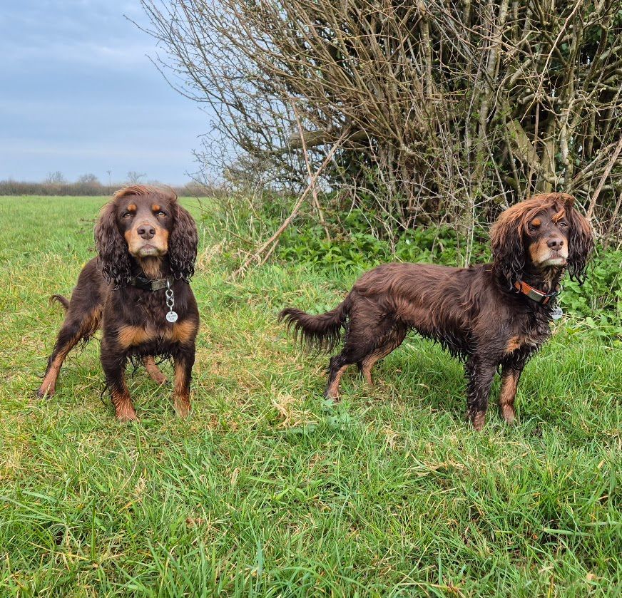 VIP Dog Services Countryside Walks