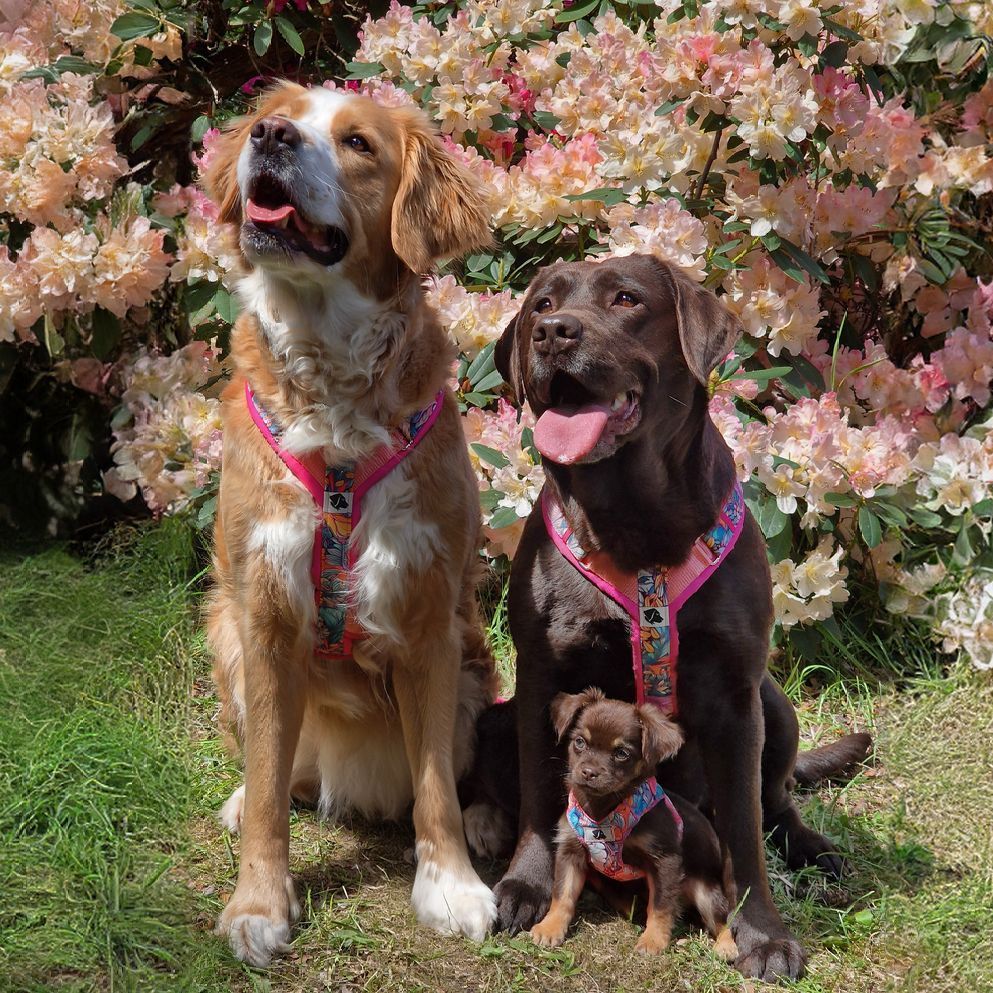 LyLu - Hunde - Lyra und Luna LyLu - Hunde - Lyra und Luna in der Wiese