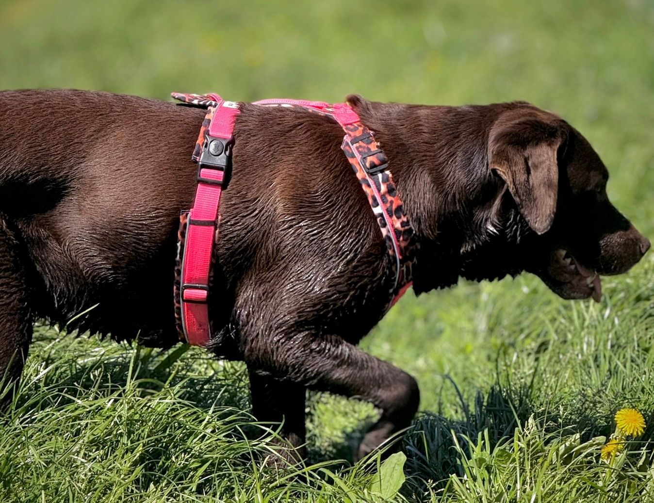 Hund der über eine Wiese läuft und ein Hundegeschirr von LyLu trägt Hund der über eine Wiese läuft und ein Hundegeschirr von LyLu trägt