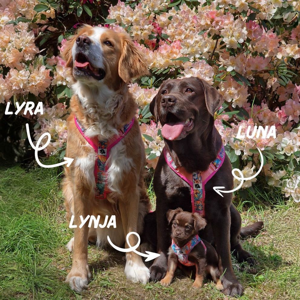 LyLu - Hunde - Lyra und Luna