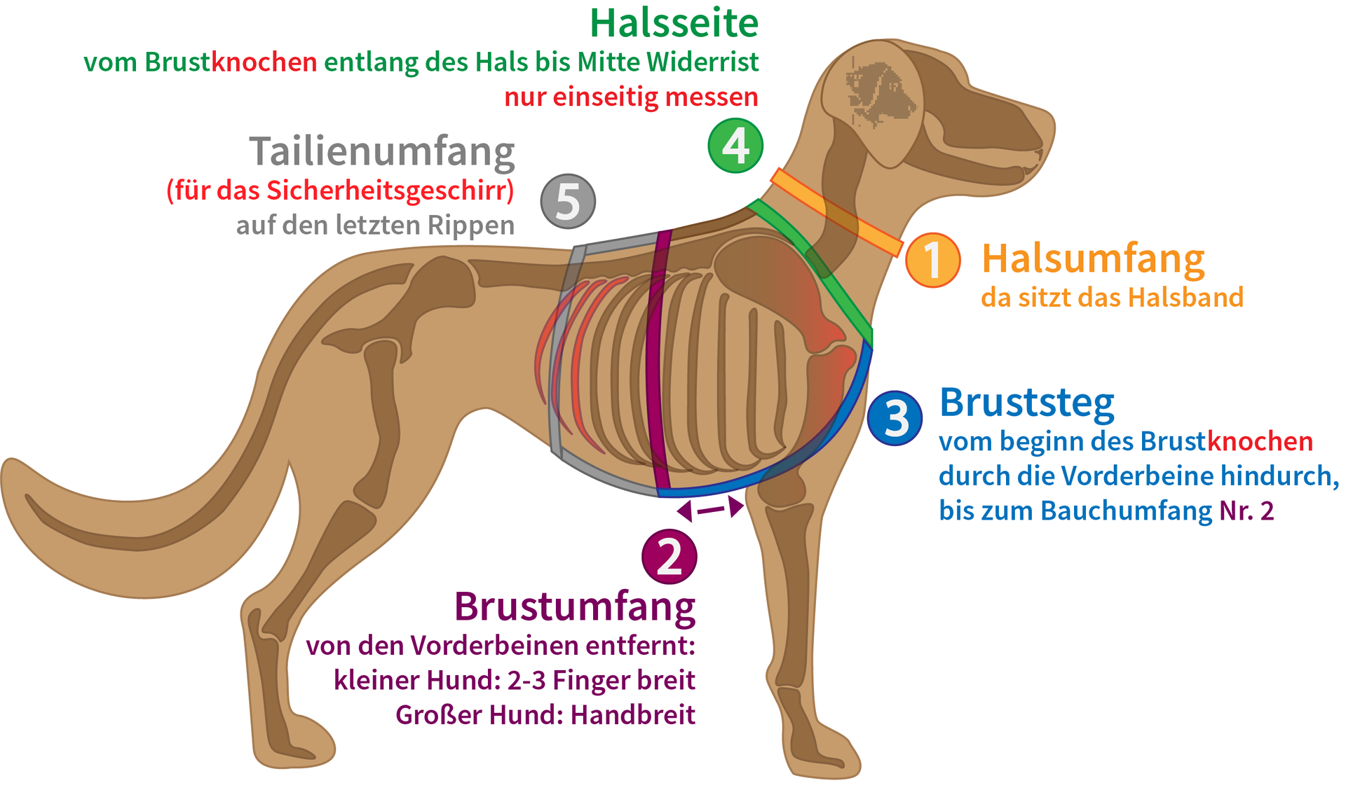 LyLu - Detaillierte Messanleitung um den Hund richtig messen zu können LyLu's Detaillierte Messanleitung um den Hund richtig messen zu können