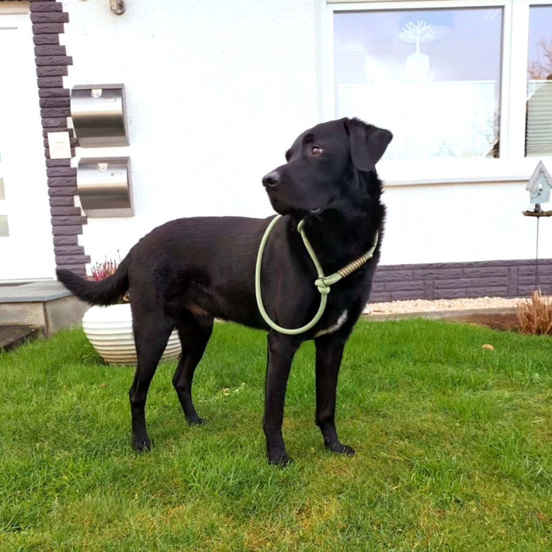 Hund mit Retrieverleine Green Garden