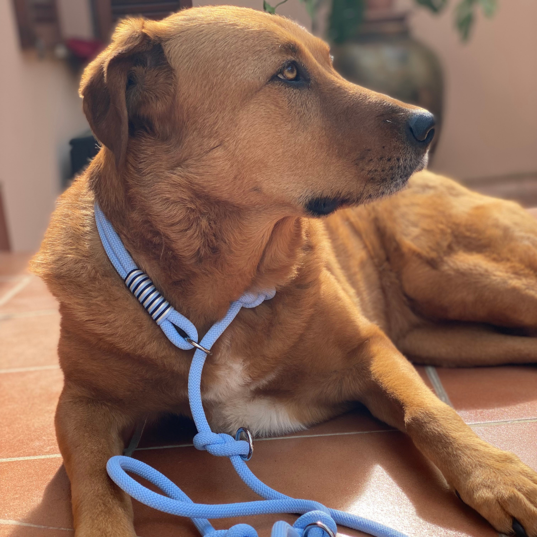 hund mit blauer retriever leinen von seelenhund-leinen