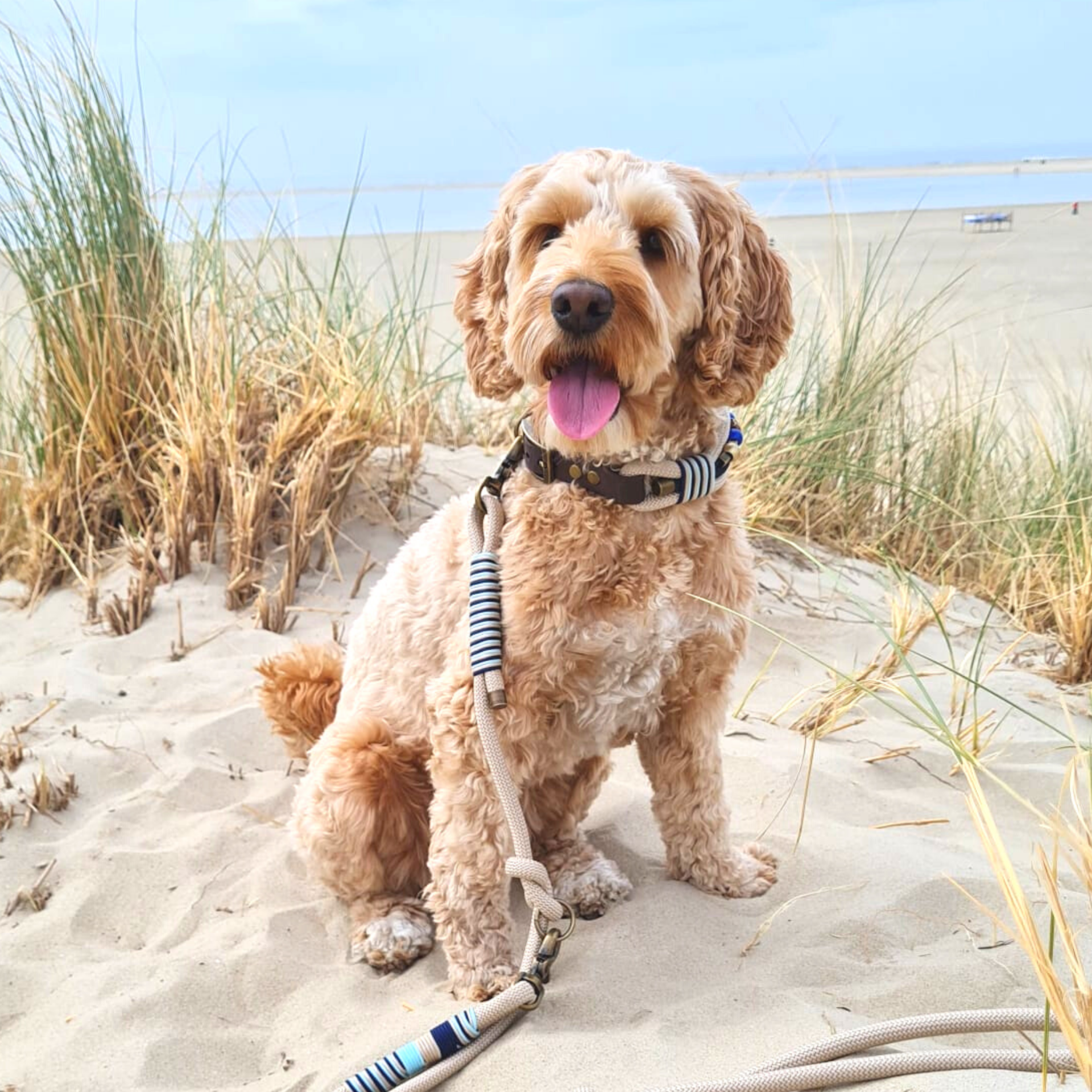 hund in den duenen mit einer leine von seelenhund-leinen